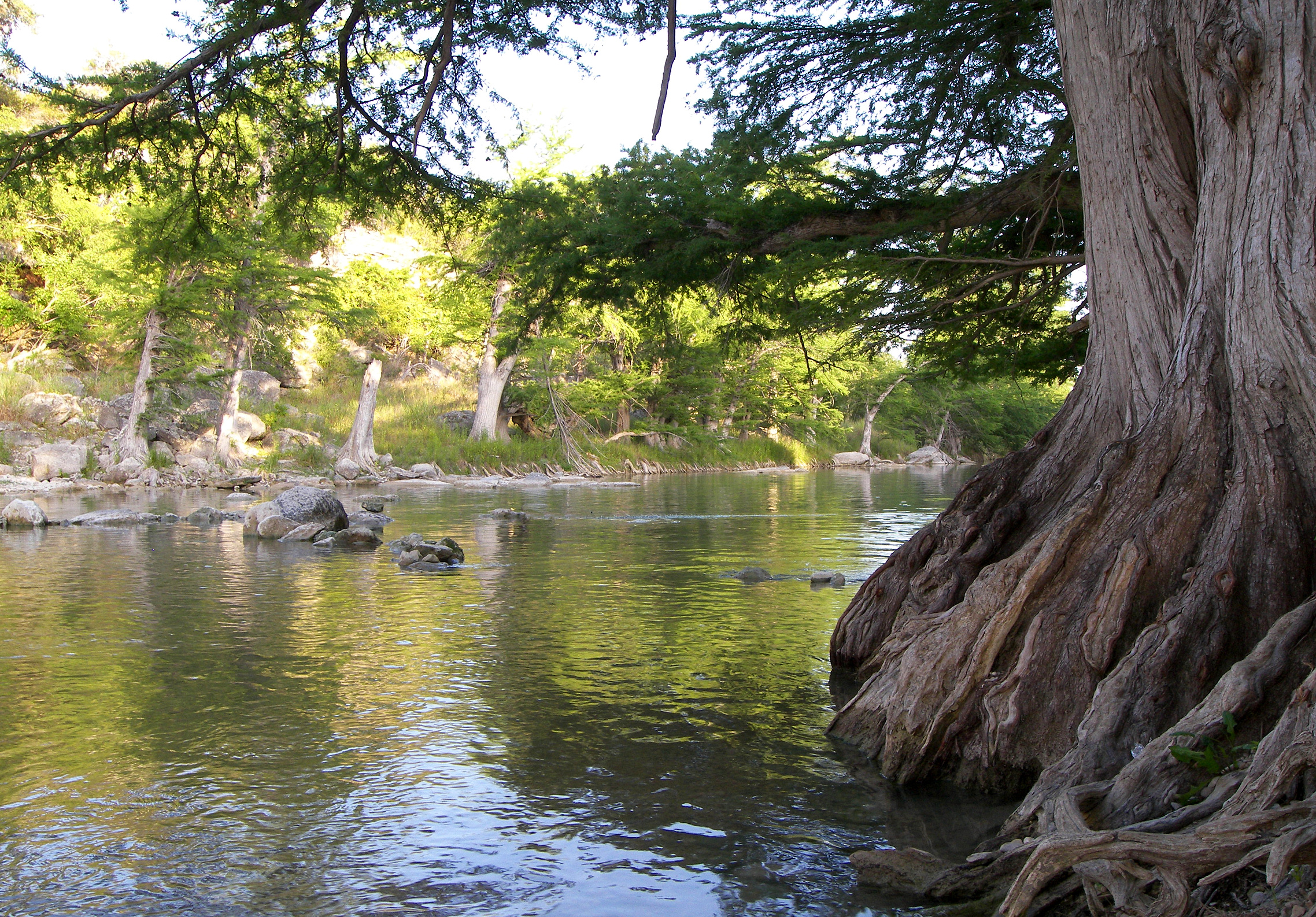 Real bald cypress trees on the Guadalupe River within Guadalupe River State Park, Texas.