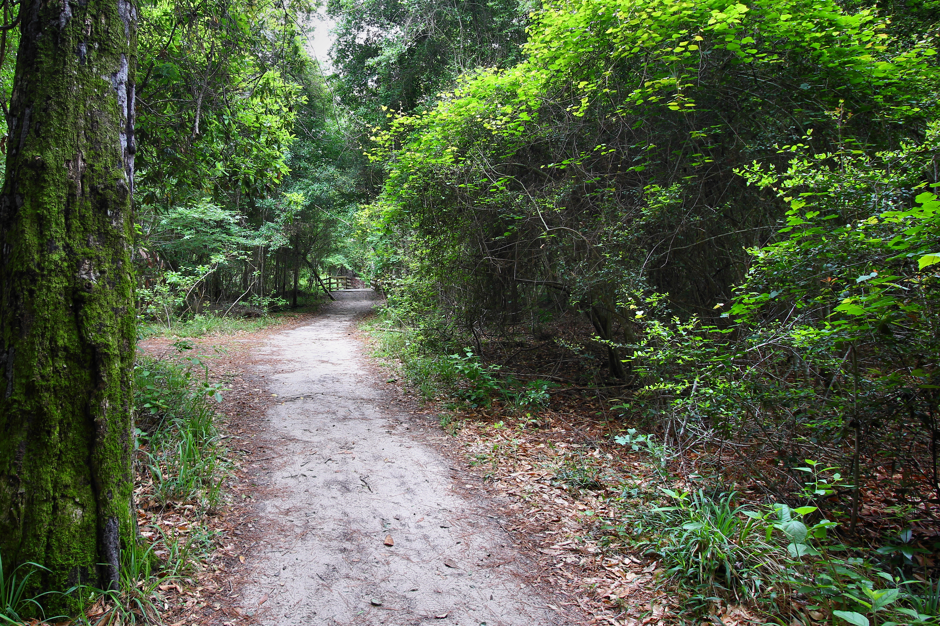 Authentic trail near Sandy Slough in Village Creek State Park in Lumberton, Texas, photographed April 2023; NOT a photograph of the 2026 pumpkin hunt.