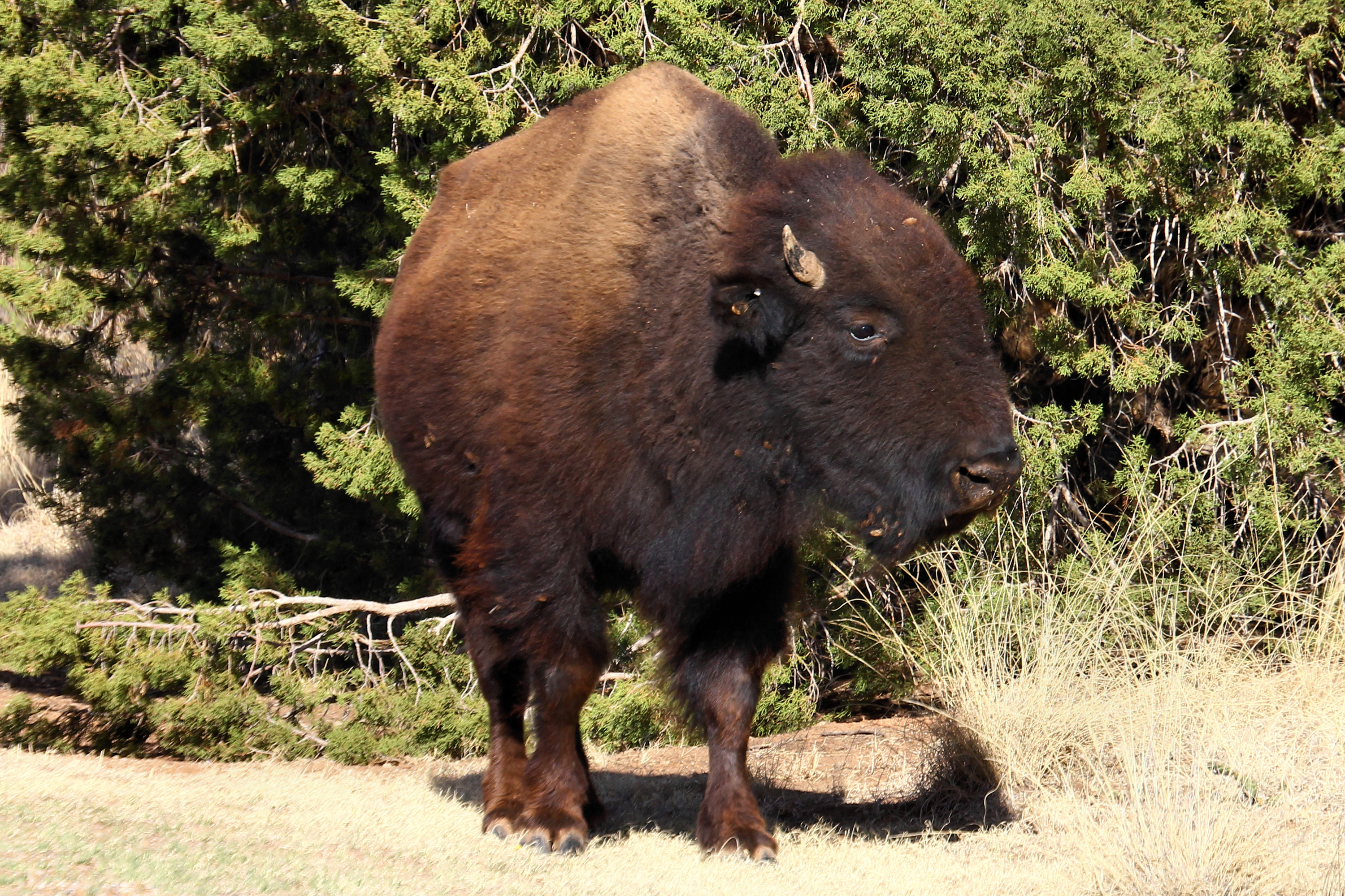 A real bison of the Texas State Bison Herd photographed in the Honey Flats campground at Caprock Canyons State Park, Texas.