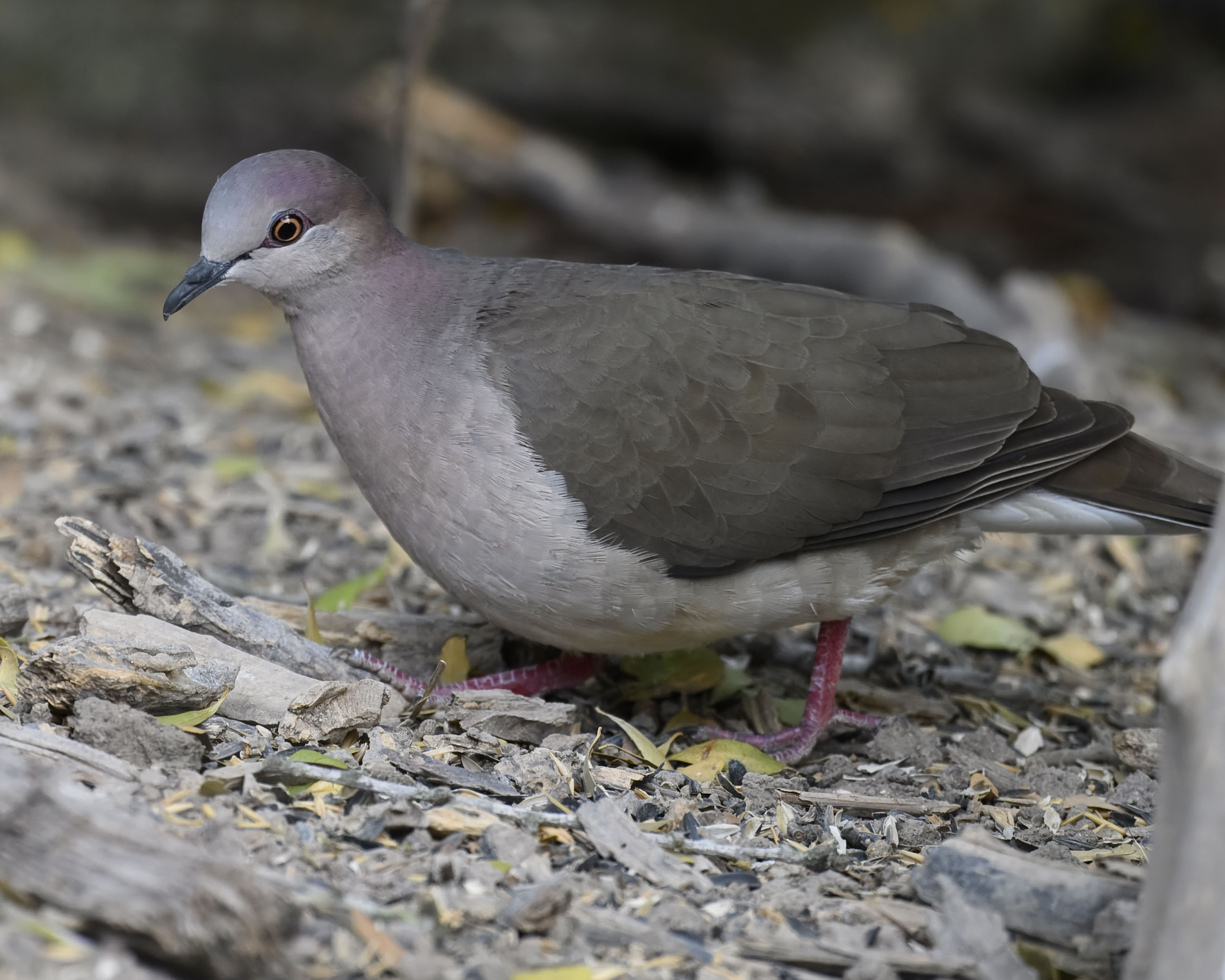 White-tipped dove photographed at Estero Llano Grande State Park in Weslaco, Texas, in March 2025.