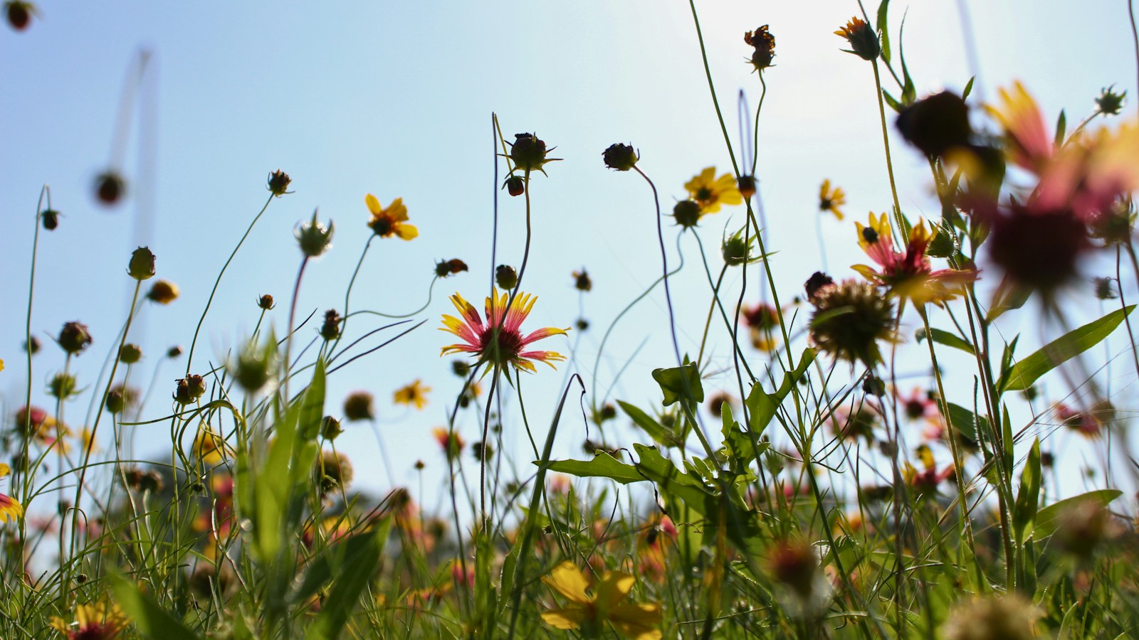 Field of wildflowers in Texas under bright sun, illustrating the Woodlands Wildflower Festival; not a photograph of the October 2026 event
