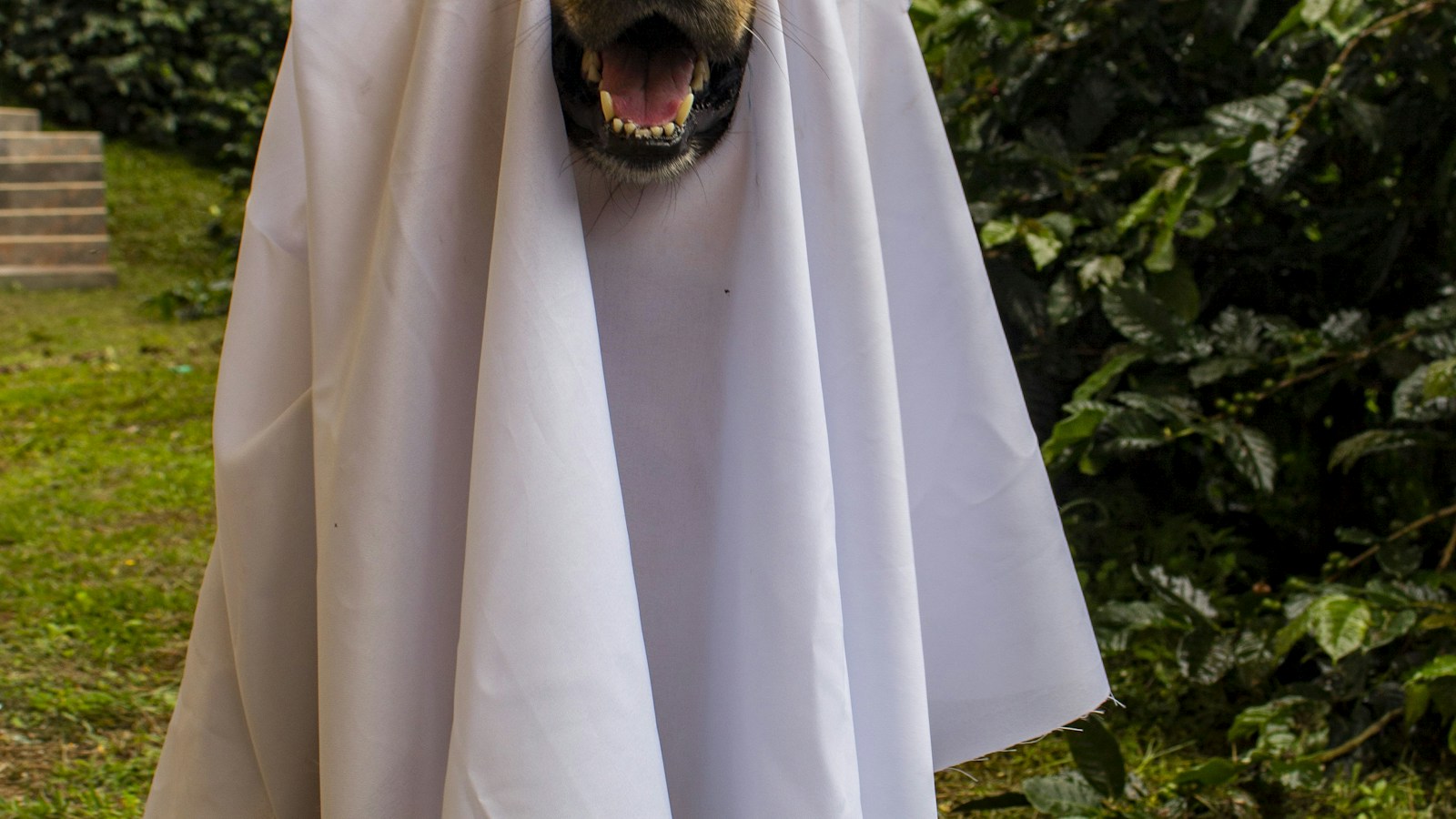 North Texas Halloween Without the Screams: Pet Parties, Pumpkin Nights and Family Fun